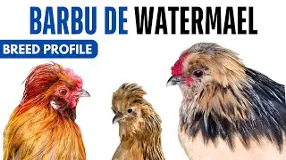Barbu De Watermael Chicken Breed Profile History Health Issues Barbu De Watermael Chicken Egg Ratio