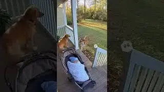 Wild lion or good dog training? #dog #dogs #shorts #fyp #sora #ai