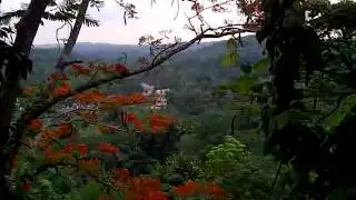 South Indian jungle