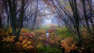 Free No Copyright Relaxing Autumn Rain Woods Fog Water Puddle Plants Foliage Background Screensaver