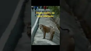 Бойцы hype reality посетили гору обезьян #hypereality #hype #boxing #mma #monkey