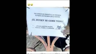 EL PERRO SE COME TODO