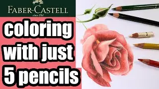 How to Draw A Realistic Rose with colored pencils / Rose in Polychromos / Tutorial