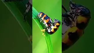 Vivid Beetles Display Stunning Patterns in Nature
