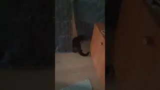 Котика, а ты куда это собралась? ) #оле7 #ластёна #cats #cat #котофейка #видосыоткота #кот