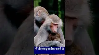 Mother's love: Baby monkey hugs and kisses mama #monkeyshorts  #mama