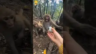 New Monkey Funny Shorts 🤣🤪