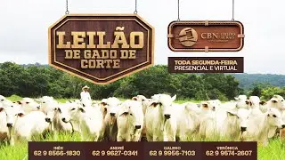 Leilão Gado de Corte - CBN Leilões - 02/02/2026 |  Nova Glória -GO