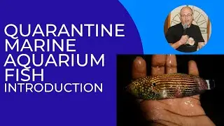 Quarantine Marine Aquarium Fish: INTRODUCTION to the  training course for exporters and importers