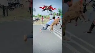 Dog race kolhapur🚀😱 || kolhapur dog racing / dog race maharashtra || #shorts #arfyads #dograce