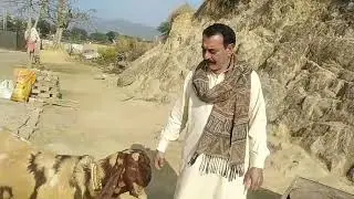 Goat farming in Pakistan || Goat farming || beetal goat ||goat