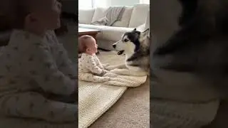 cute baby imitates husky. #dog #doglove #husky #nyc