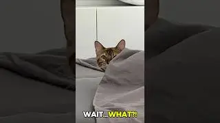 Unexpected Animal Moment: Bengal Cat and FOUR Baby Chicks