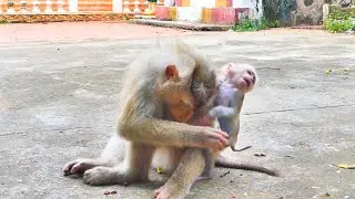 More adorable...When tiny baby monkey MARCO is upset with his mom MONNY like this.