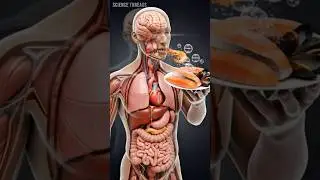Sea Food Inside Your Body 🍤🐟 | Digestion, Benefits & Side Effects in 3D