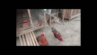 Mini Farm Tour + Free Range Chickens