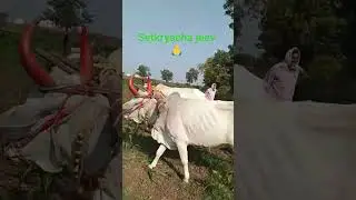 ek tera sath hamko #sheti mhanje setkaryacha jeev#nature #oldisgoldsongs #youtubeshorts#reel