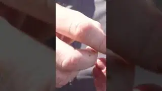how to hook a wax worm #howto #fishingtips