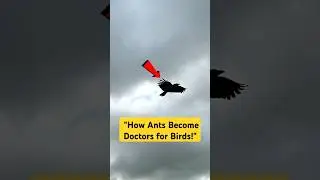 The Crow Who Went to the Ant Doctor!