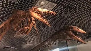 National museum of nature and science Tokyo Ueno