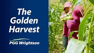 The Golden Harvest for Hunterville School | PGG Wrightson