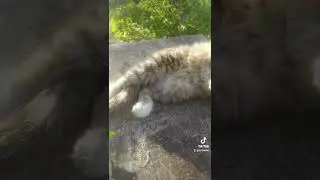 My cat Steel Soul
