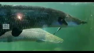 Arapaima - Amazon River Monster | #fish #arapaima #aquarium