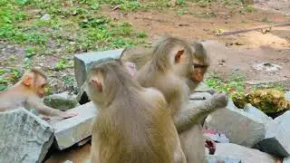 OH!! Fer🐒cious monkey​ Katrina for protects baby Kendra while brother feeds Lutos to her 🙉