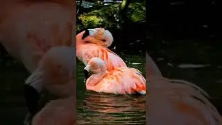 Most beautiful flamingo #bird #nature #most