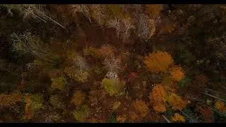 Fall Colors : Music & Sounds + Videos . Relaxing peaceful ambience for spa, yoga, + falling asleep.