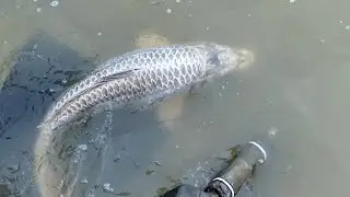 Carp fishing at north benfleet hall fishery