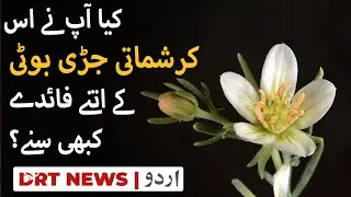 کیا آپ نے جڑی بوٹی ہرمل کے اتنے کرشماتی فائدے کبھی سنے؟ Syrian Rue | peganum harmala | DRT Urdu