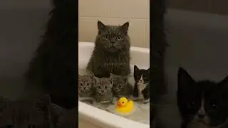 Cat Family Bath Time 🛁🐾 #aicats #cat #cute #kitten #aiandcats  #funny #animalintelligence #catvideos