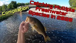 Catching Multiple Freshwater Species in 2020 (Compilation pt.2)