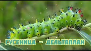 Гусеница - Дельтаплан|Шоу 