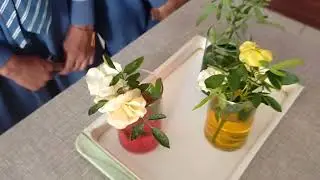 transportation of water through stem | #project