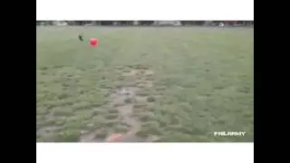 atrapa rebota en la pelota perro fail