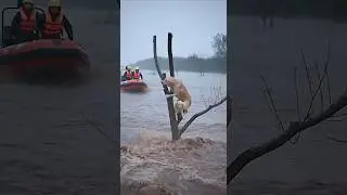 Heartbreaking to Heartwarming Dogs Rescued from Flood Treetop #heartwarming #goldenretriever