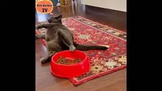 Also cats but these cats are so weird 🤣😆