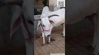 Village Cute Cow 🐄😍🐮#gaumata #cowvideos #cowlover #baby #child #funny #shorts #viral #trending #cow
