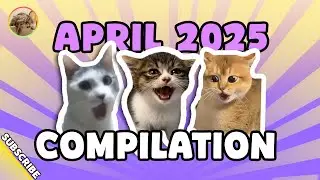 15 episodes of funny and interesting CATMEMES ( 2025 APR ) #catmemes