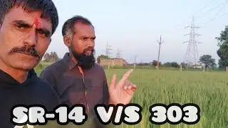 श्री राम 303 और SR-14 का कम्पेयर वीडियो दोनो मे कौन वेहतर #गेंहू_की_खेती #श्री_राम_3_0_3 #SR_1_4