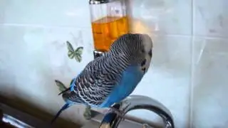 Кто цяй не пьет, тот цмо!