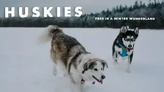 Winter Hiking in Ontario with Two Husky Dogs - Pretty River Provincial Park