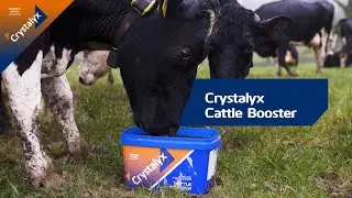 Crystalyx Cattle Booster: Improve forage intake & feed conversion efficiency for optimal performance