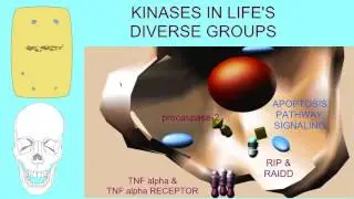 CELL DIVISION PROTEINS IN LIVING ORGANISMS: EVOLUTION OF GENE FAMILIES