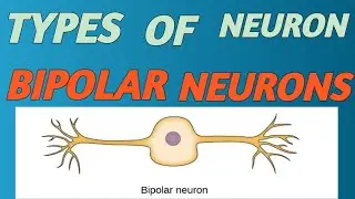 Bipolar neurons 💖