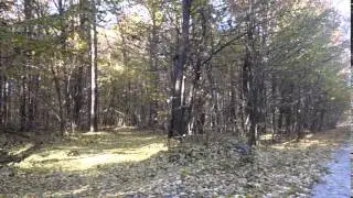 Original. File. Source 14. Autumn. Forest