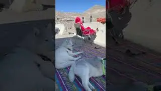 Huskies chilling in jebel jais cold weather #camping #caravanadventure #husky #huskyadventure