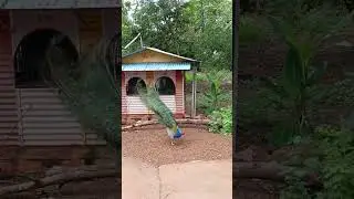peacock dancing in the rain #rain #tourism #vlog #peacock #nature #vlogger
